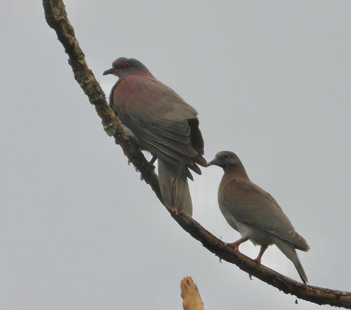 Pale-vented Pigeon - ML638065117