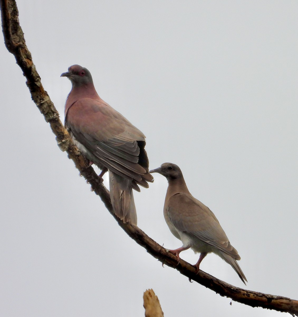 Pale-vented Pigeon - ML638065118