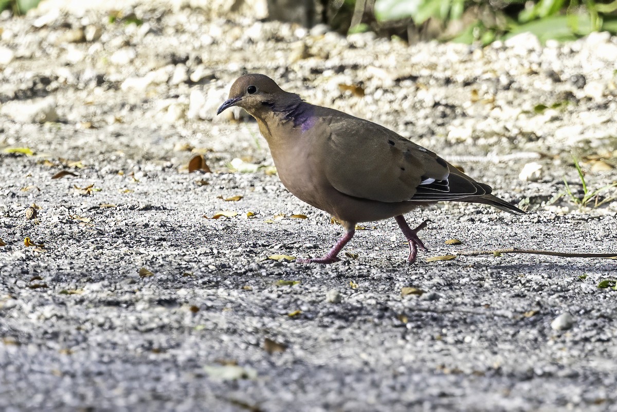 Zenaida Dove - ML638065119