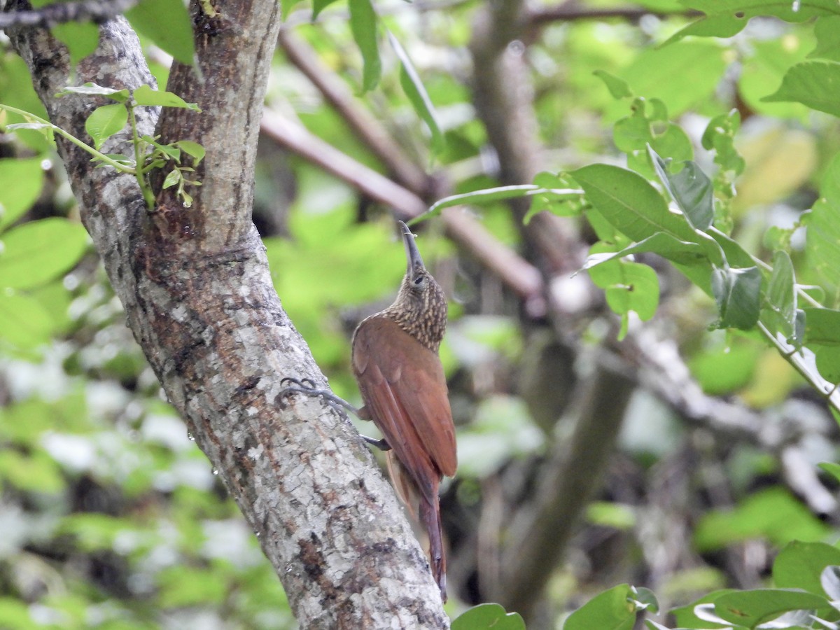 Cocoa Woodcreeper - ML638065131