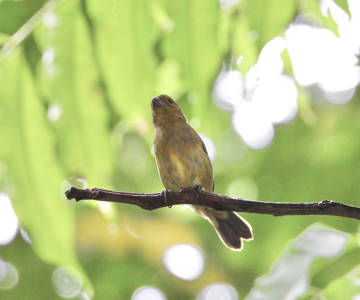 Variable Seedeater - ML638065170