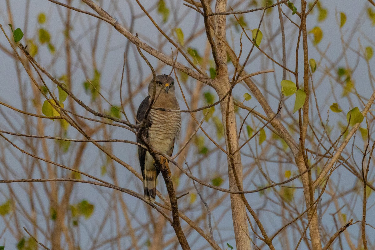 Southern Banded Snake-Eagle - ML638065206