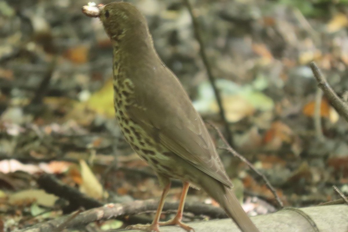 Song Thrush - ML638065207