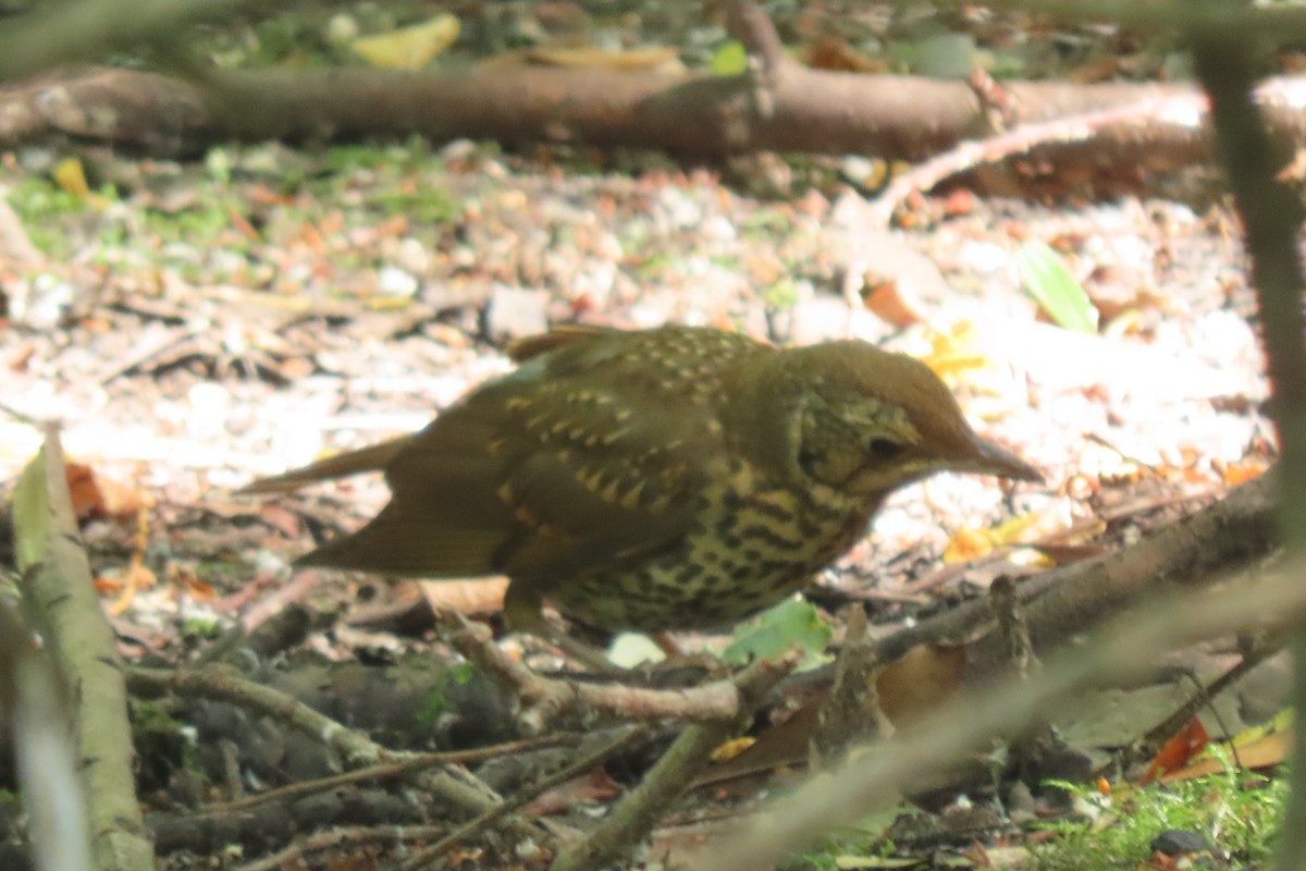 Song Thrush - ML638065210