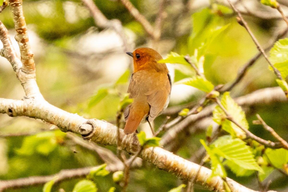 Japanese Robin - ML638065214