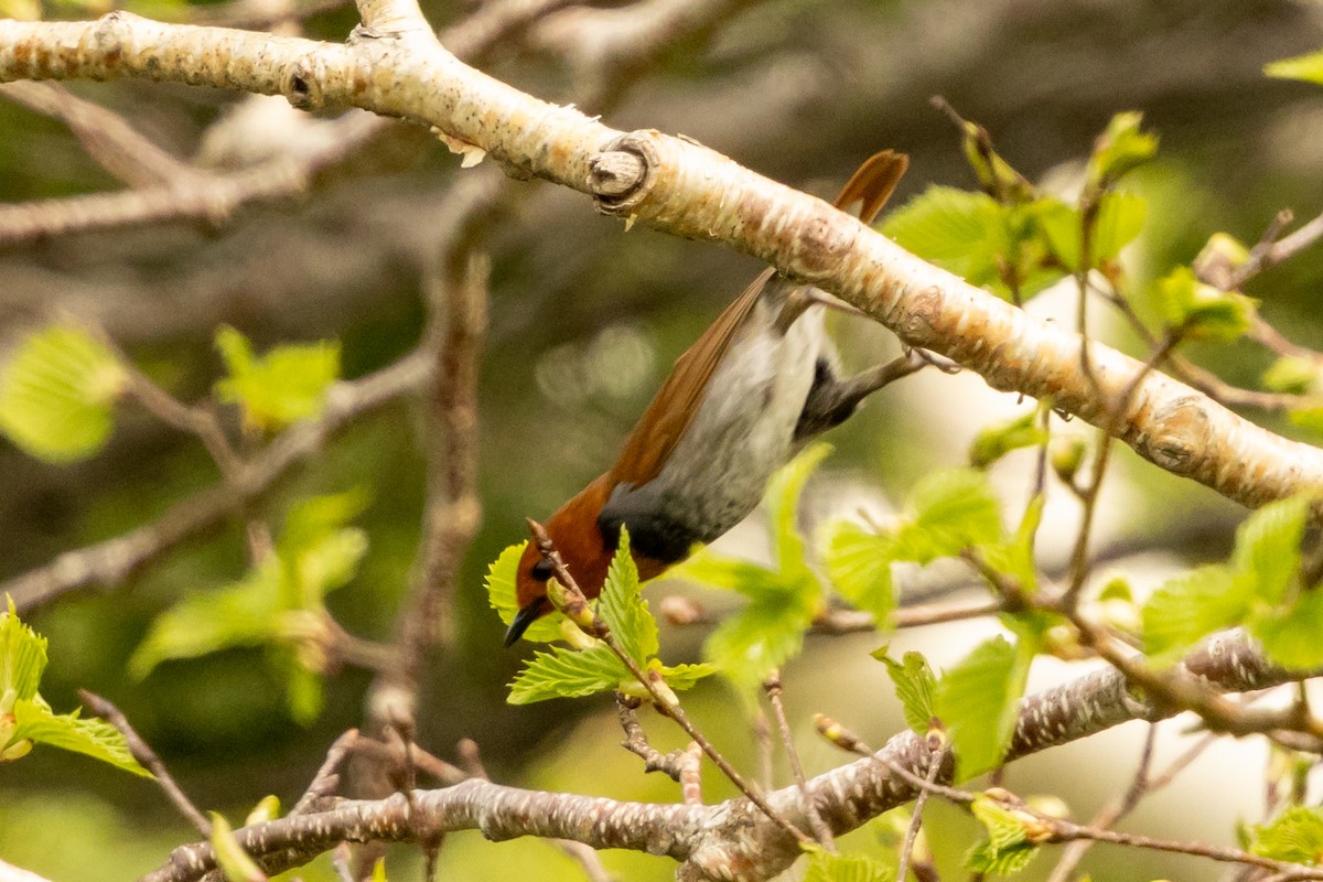 Japanese Robin - ML638065215