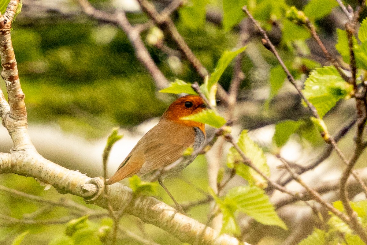 Japanese Robin - ML638065216