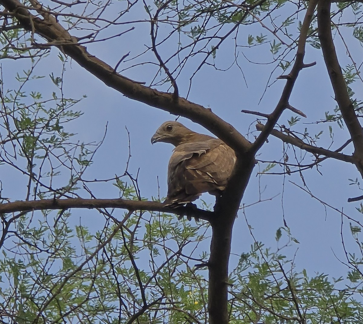 Oriental Honey-buzzard - ML638065217