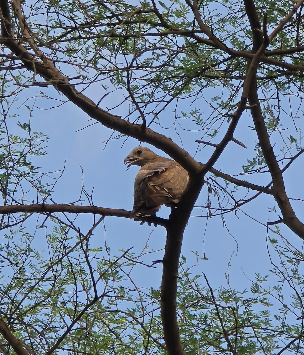 Oriental Honey-buzzard - ML638065218