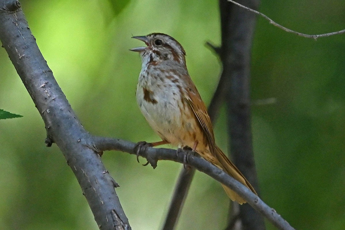 Song Sparrow (fallax Group) - ML638065224