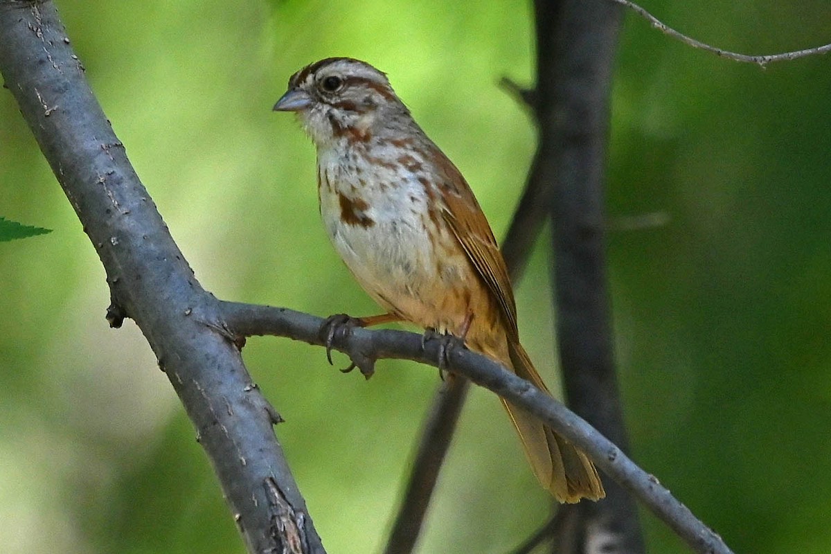 Song Sparrow (fallax Group) - ML638065225