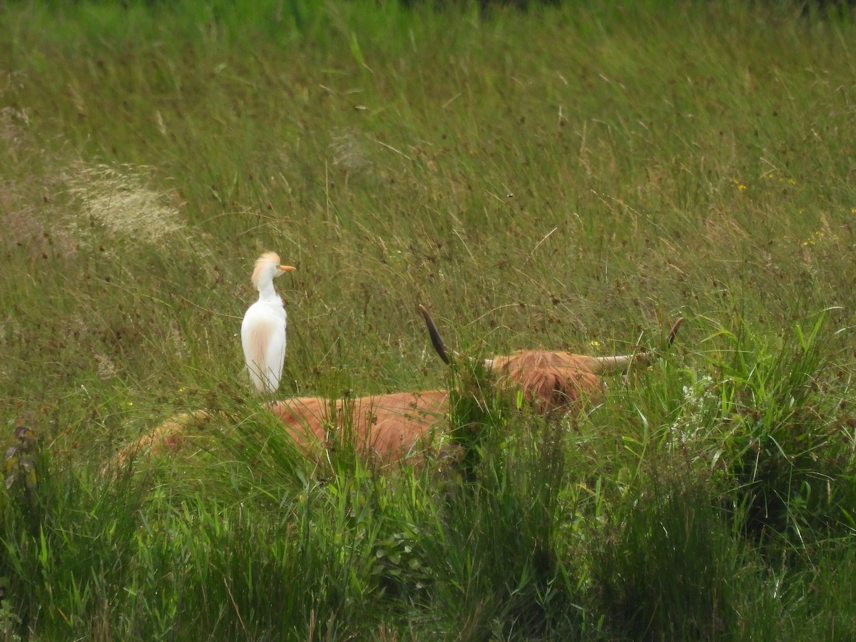 Western Cattle-Egret - ML638065263
