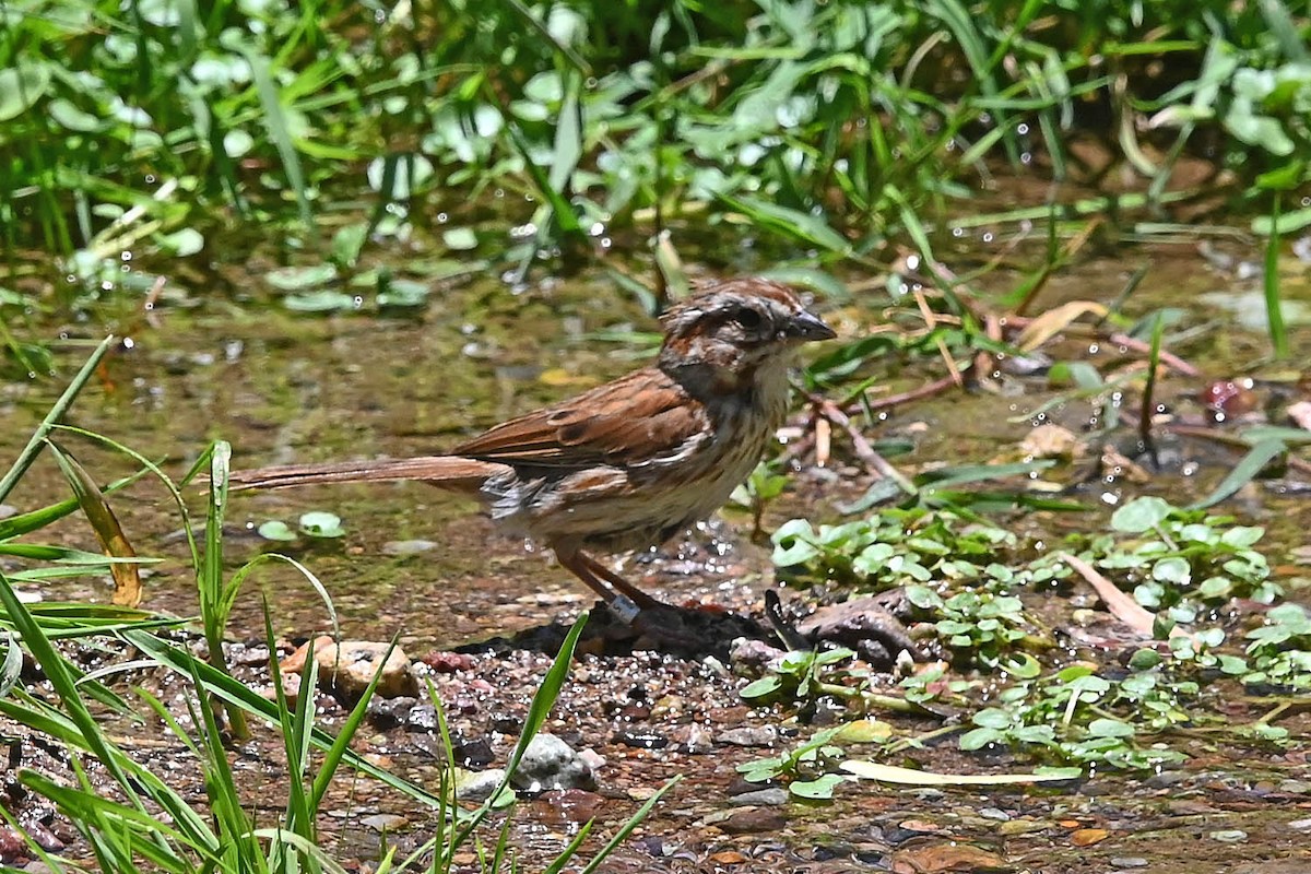 Song Sparrow (fallax Group) - ML638065274
