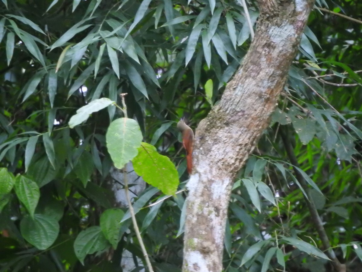 Olivaceous Woodcreeper - ML638065284
