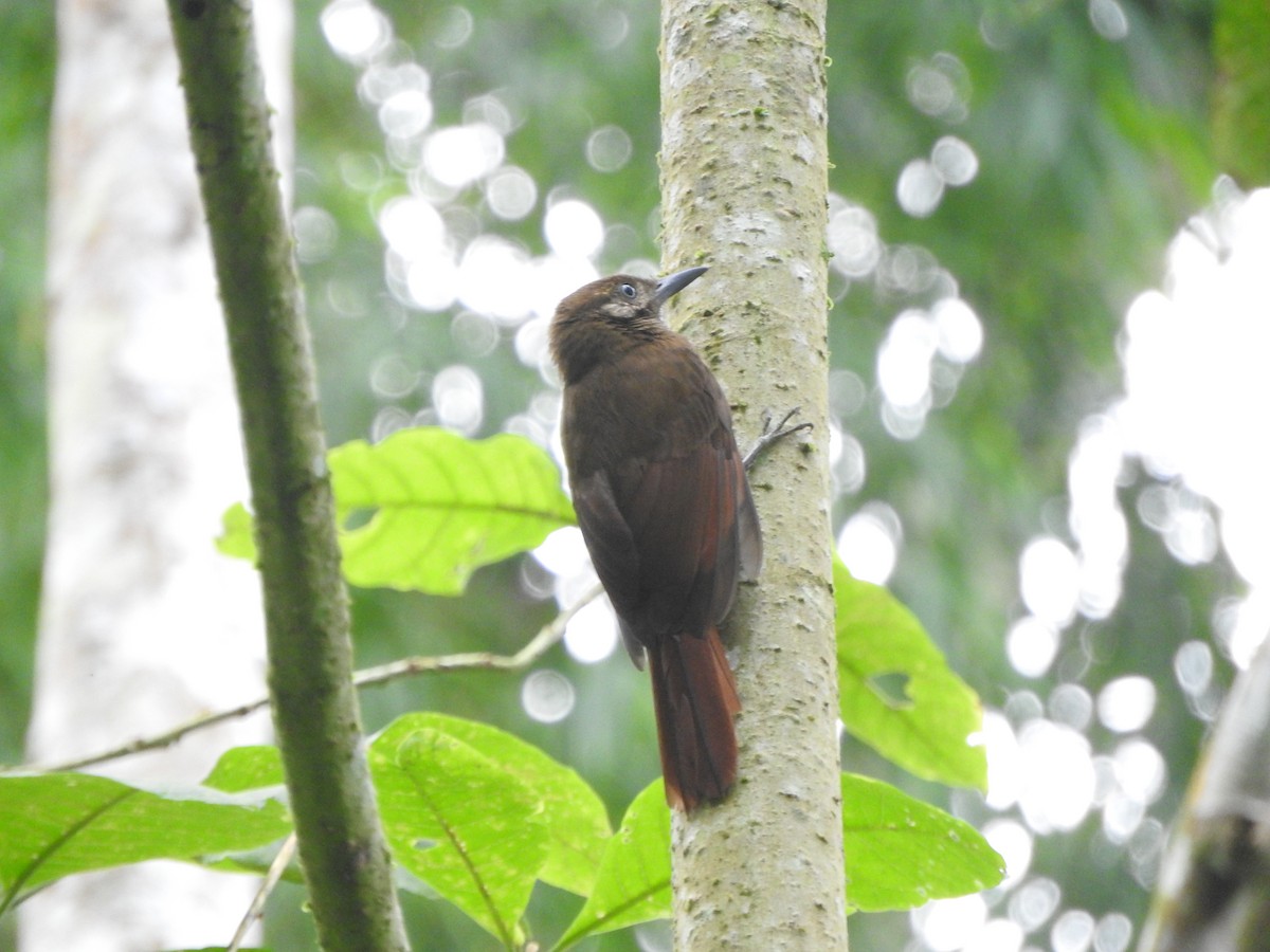 Plain-brown Woodcreeper - ML638065293