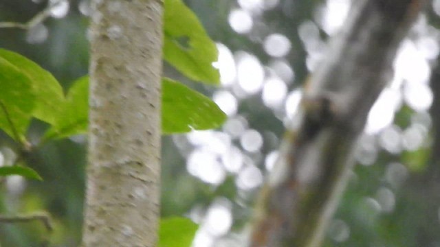 Plain-brown Woodcreeper - ML638065297