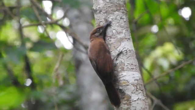 Plain-brown Woodcreeper - ML638065299