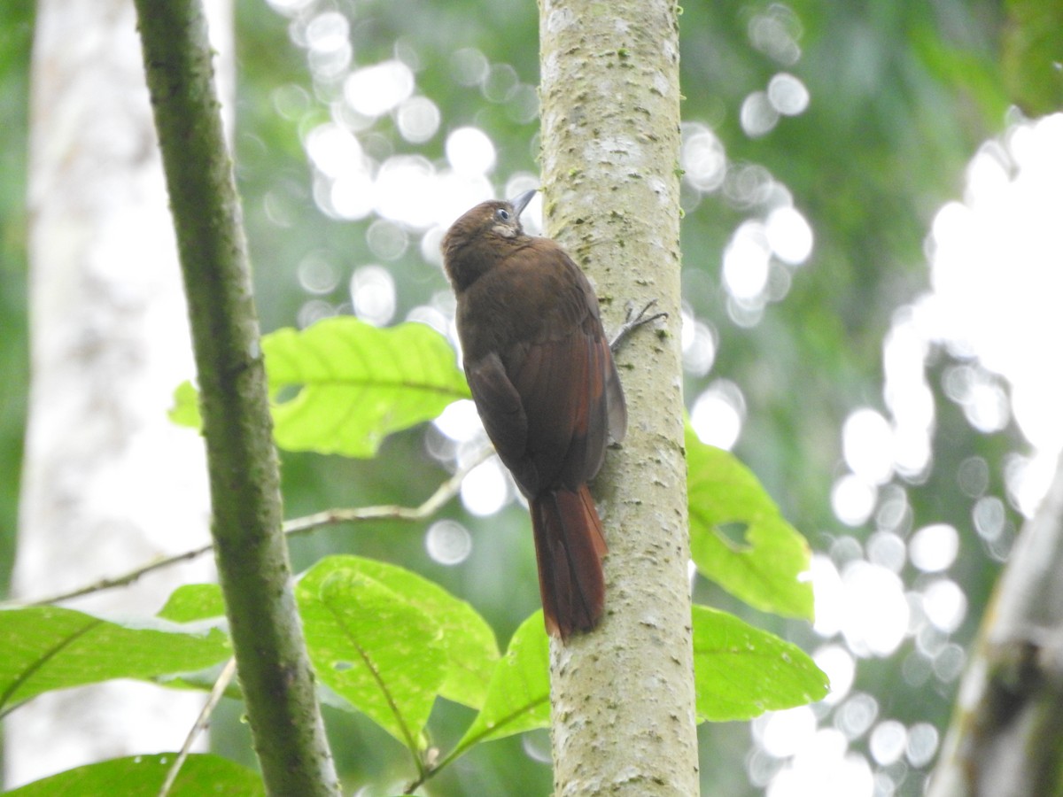 Plain-brown Woodcreeper - ML638065305