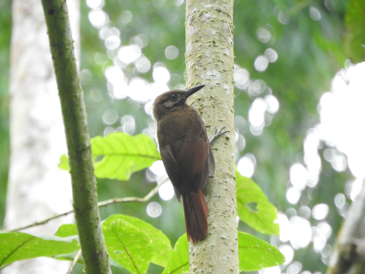 Plain-brown Woodcreeper - ML638065306