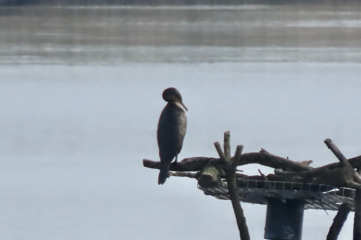Great Cormorant - ML638065315