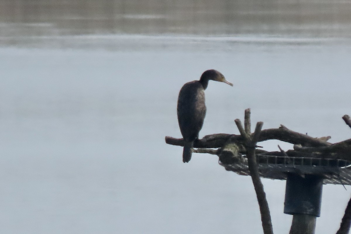 Great Cormorant - ML638065319
