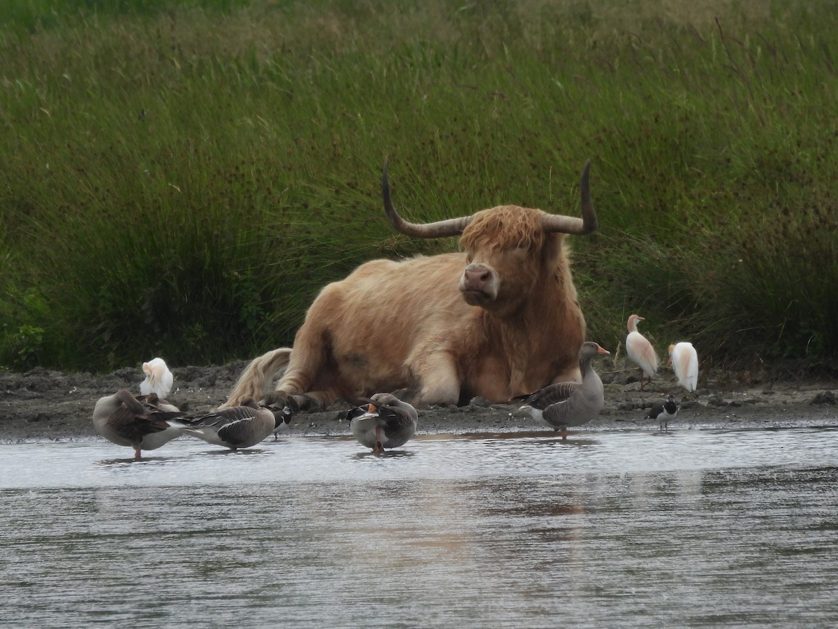Western Cattle-Egret - ML638065322