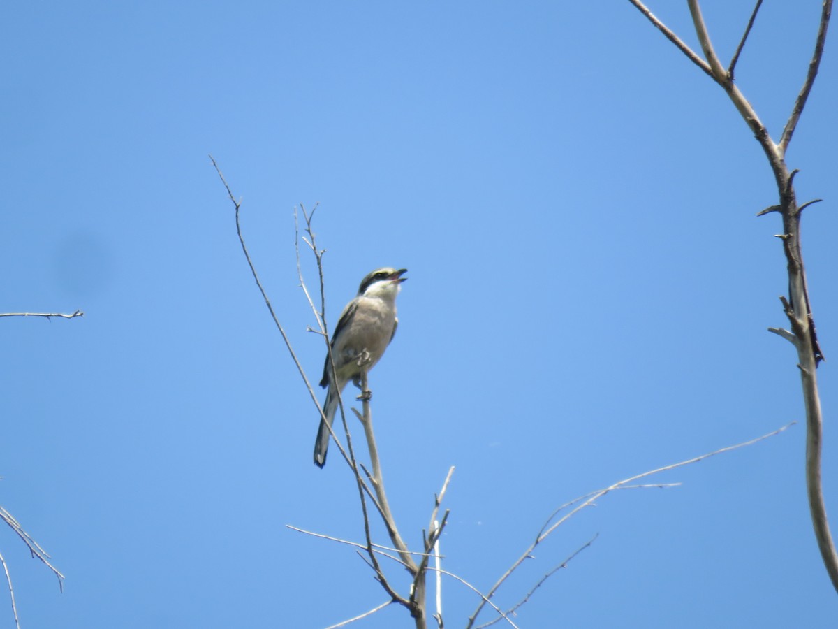 Iberian Gray Shrike - ML638065331