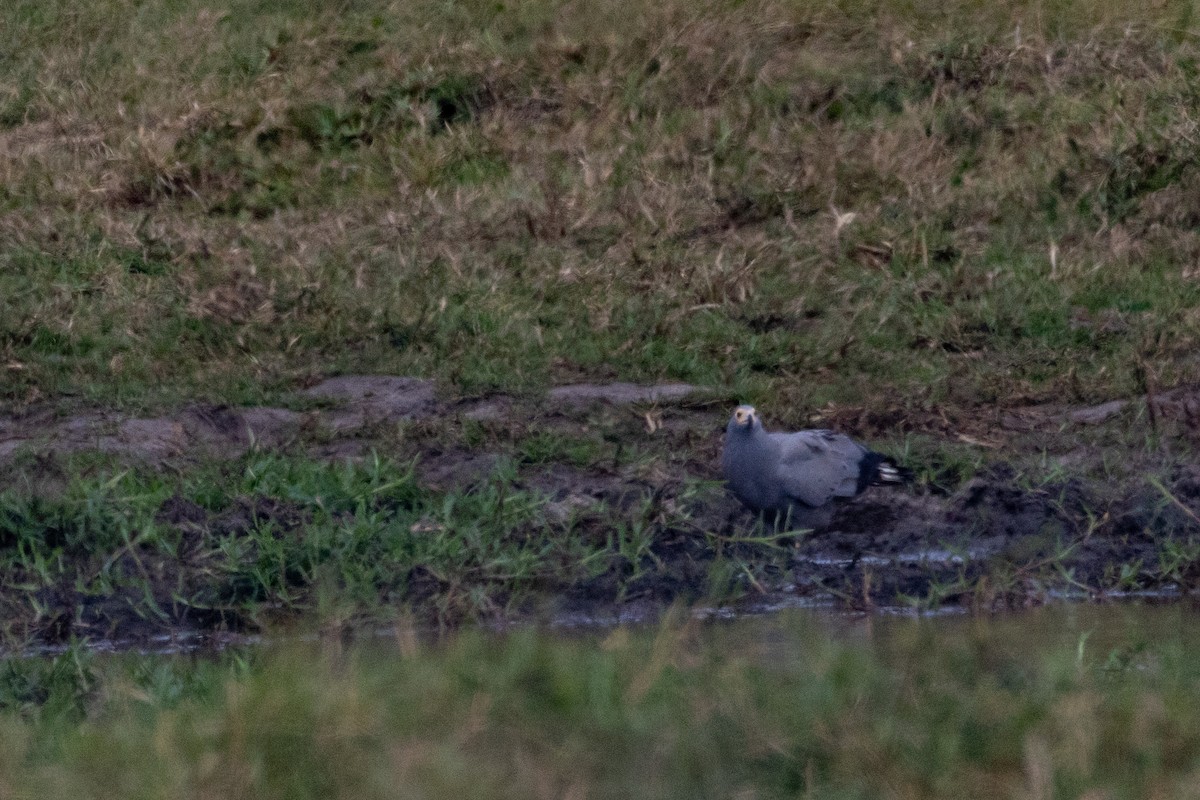 African Harrier-Hawk - ML638065344