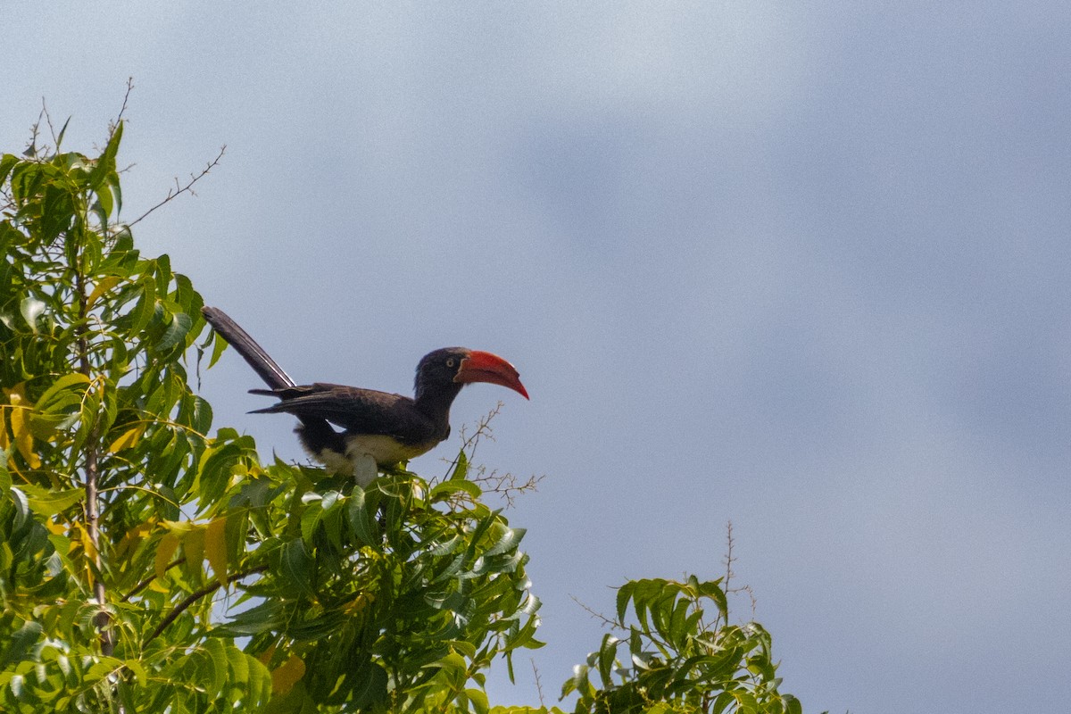 Crowned Hornbill - ML638065358