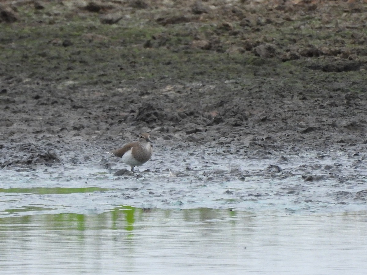 Common Sandpiper - ML638065373