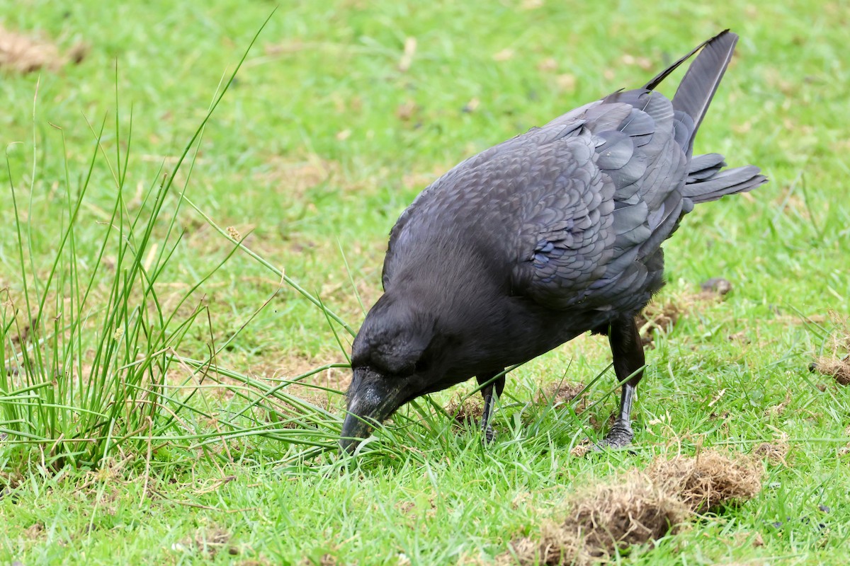 Common Raven - ML638065393