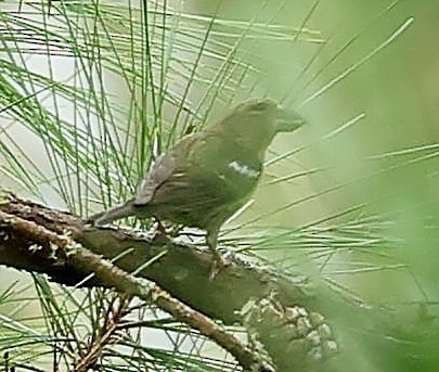 Hispaniolan Crossbill - ML638065404