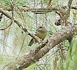 Hispaniolan Crossbill - ML638065406