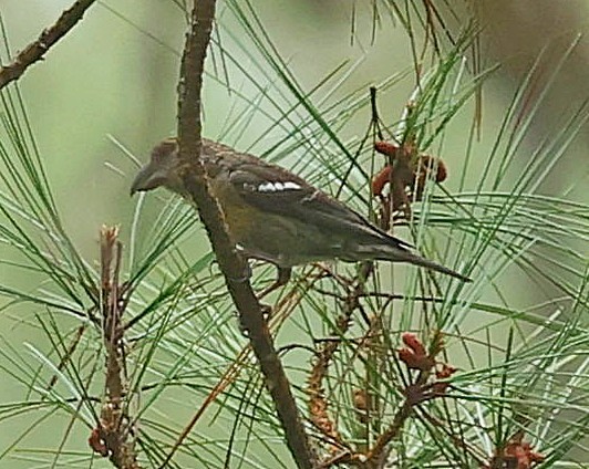 Hispaniolan Crossbill - ML638065407