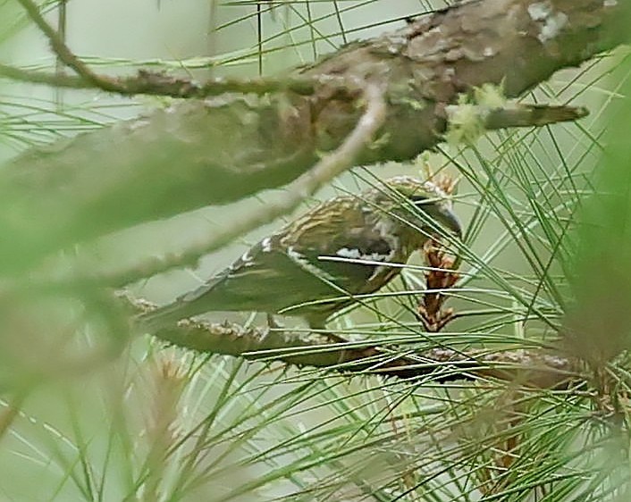 Hispaniolan Crossbill - ML638065408