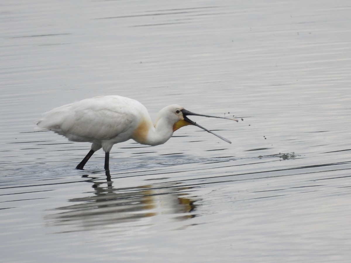 Eurasian Spoonbill - ML638065414