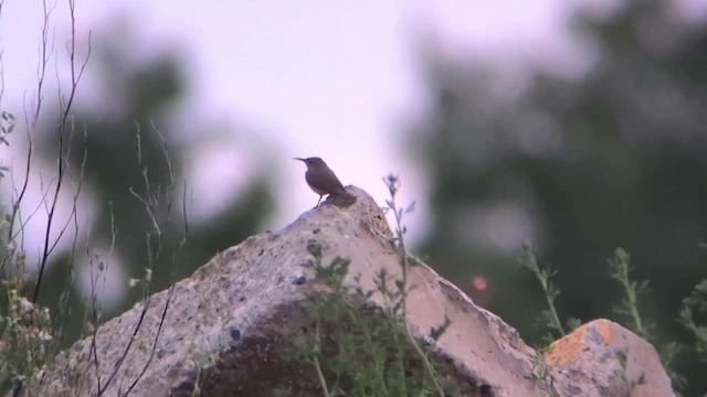 Rock Wren - ML638065415