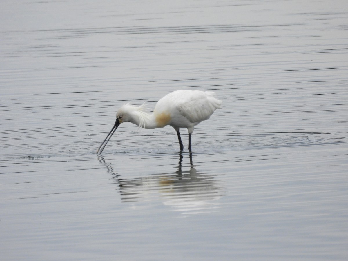Eurasian Spoonbill - ML638065428