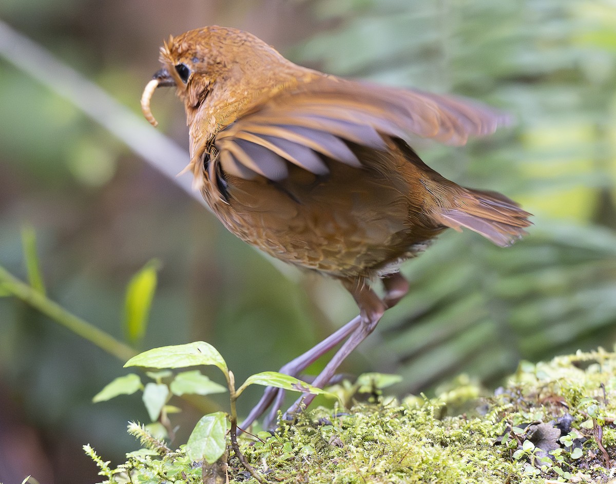 Equatorial Antpitta - ML638065429