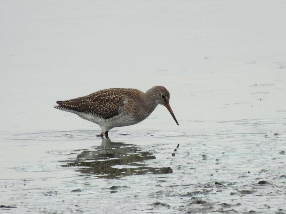Common Redshank - ML638065484