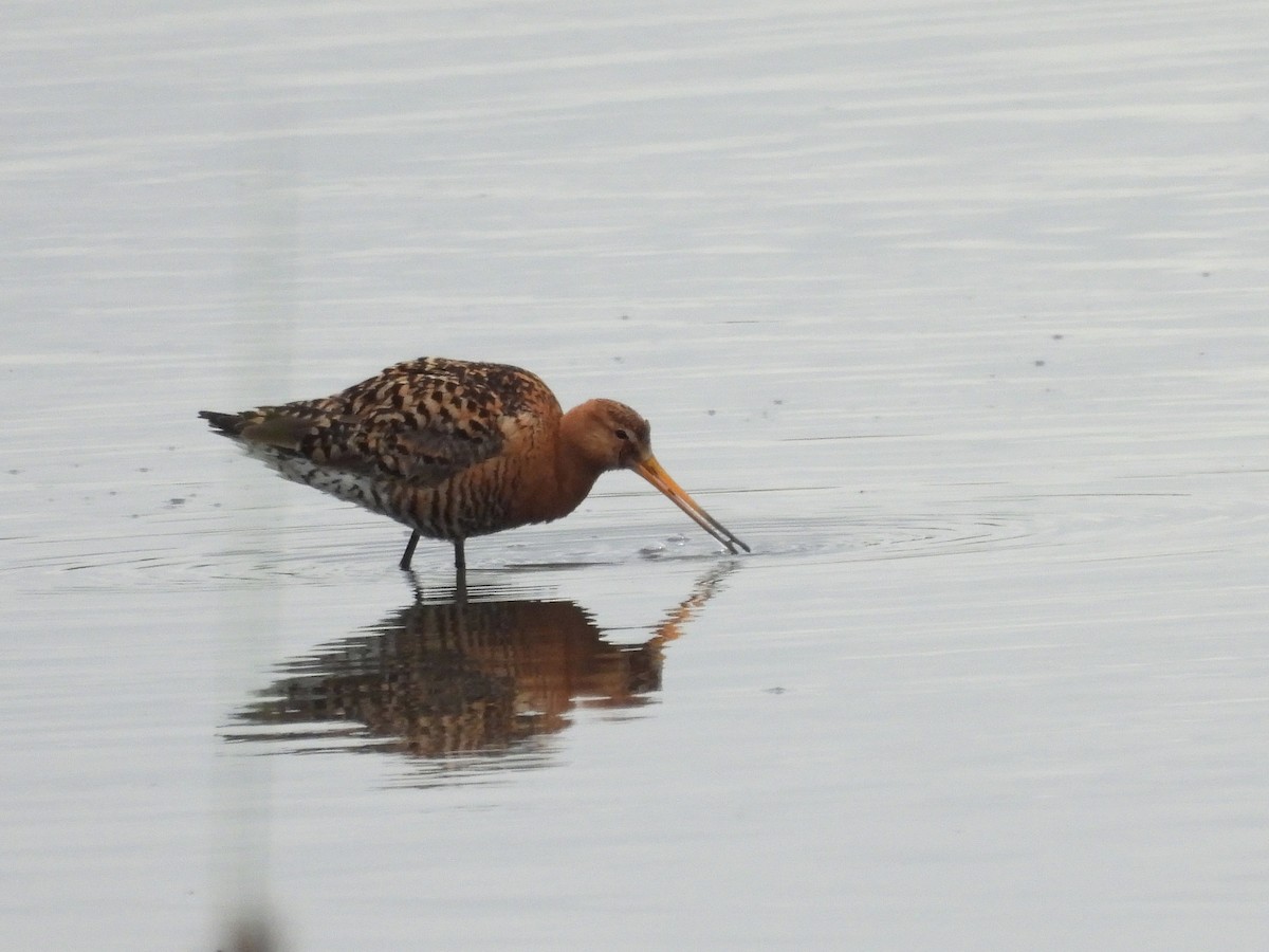 Black-tailed Godwit - ML638065527