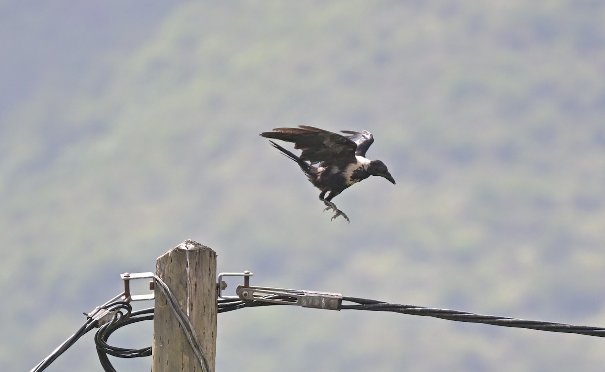 Collared Crow - ML638065537