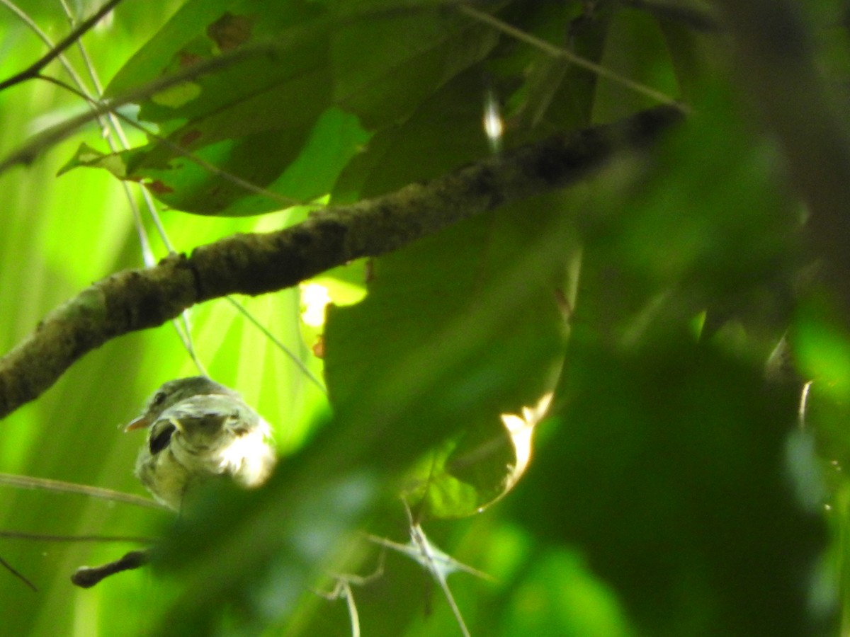Gray-breasted Flycatcher - ML638065562