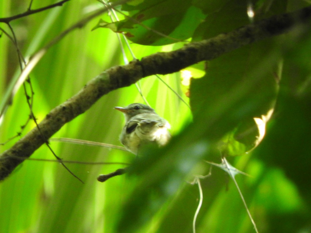 Gray-breasted Flycatcher - ML638065563