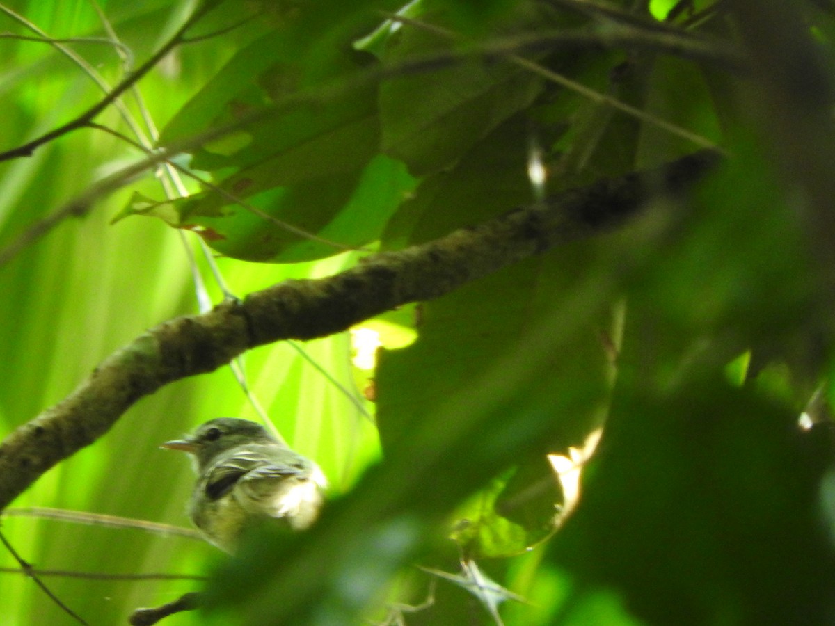 Gray-breasted Flycatcher - ML638065564