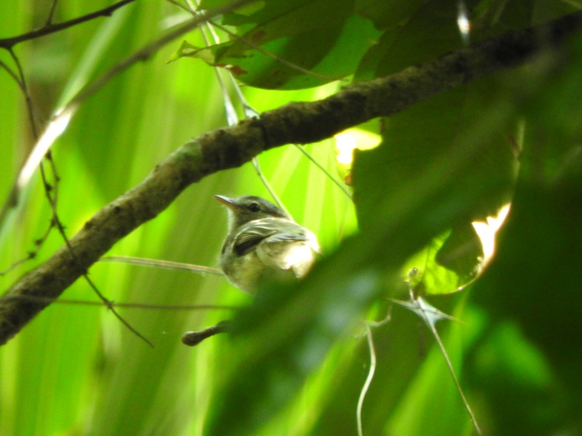 Gray-breasted Flycatcher - ML638065565