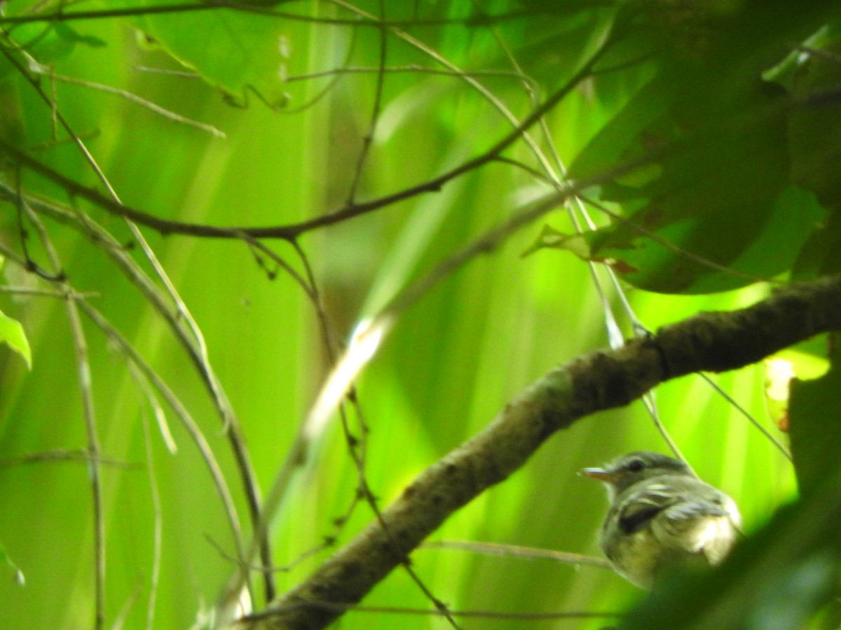 Gray-breasted Flycatcher - ML638065566