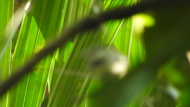 Gray-breasted Flycatcher - ML638065573