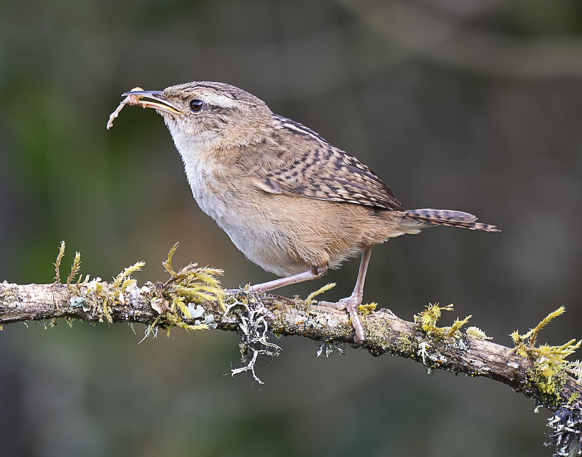Grass Wren - ML638065609