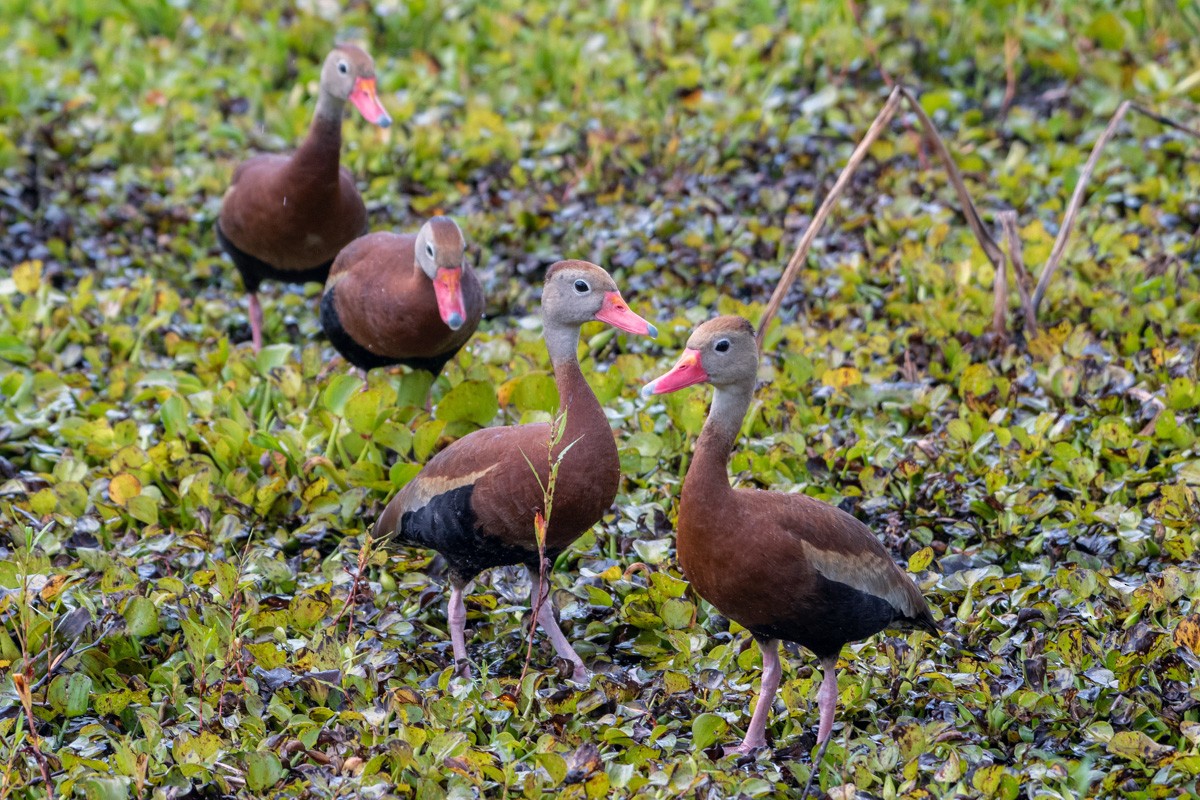 Black-bellied Whistling-Duck - ML638065656